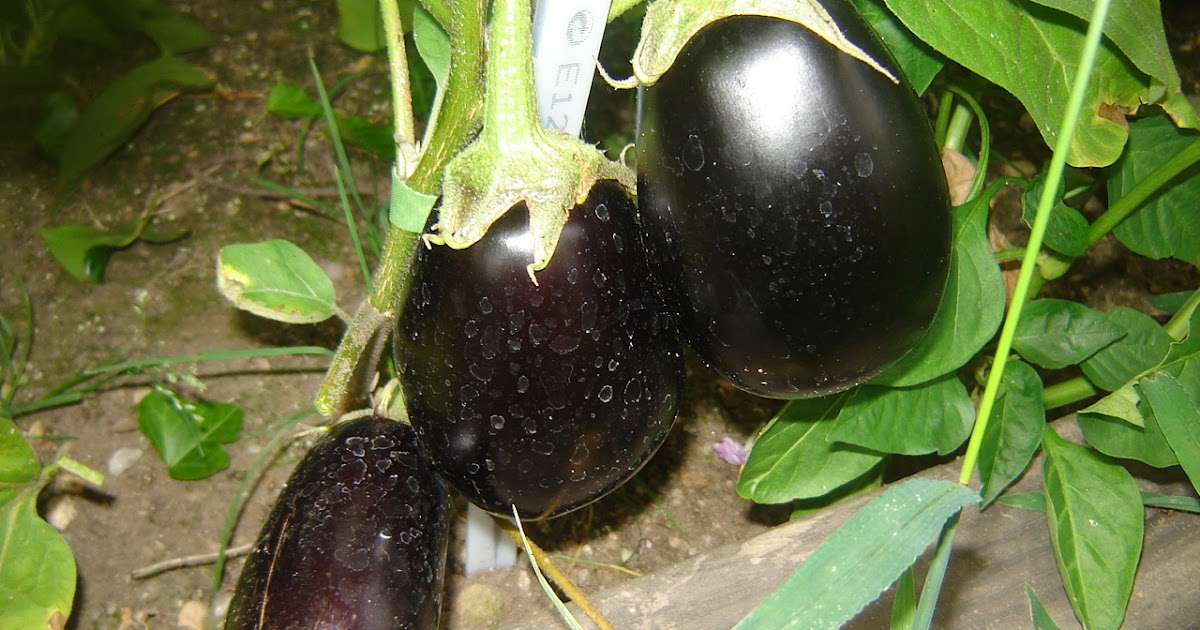 Eggplant Parmigiana, Rollatini, Rosa Bianca Eggplant