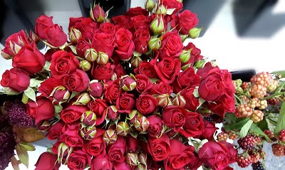 Photos of Singapore Flower
