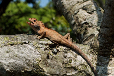 變色樹蜥 Calotes versicolor