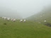 Sheep pretending not to notice us having skidded down the steep incline trying not to end up on our arses