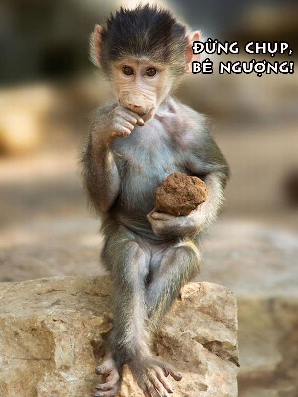 100+ hình ảnh khỉ hài - hinhanhsieudep.net