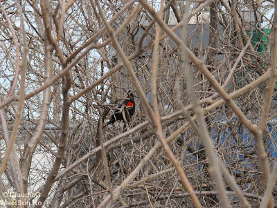 Red-winged Blackbird (Agelaius phoeniceus)