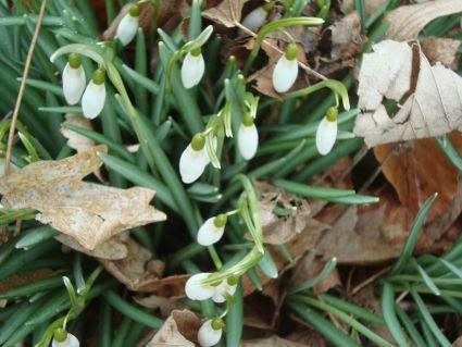 Schneegloeckchen