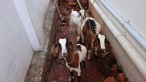 Ansi Goat Farm, Mattapilly Temple Road, Near Mattapilly Temple, Edathala North, Ernakulam District, Aluva, Kerala 683564, India, Farm, state KL