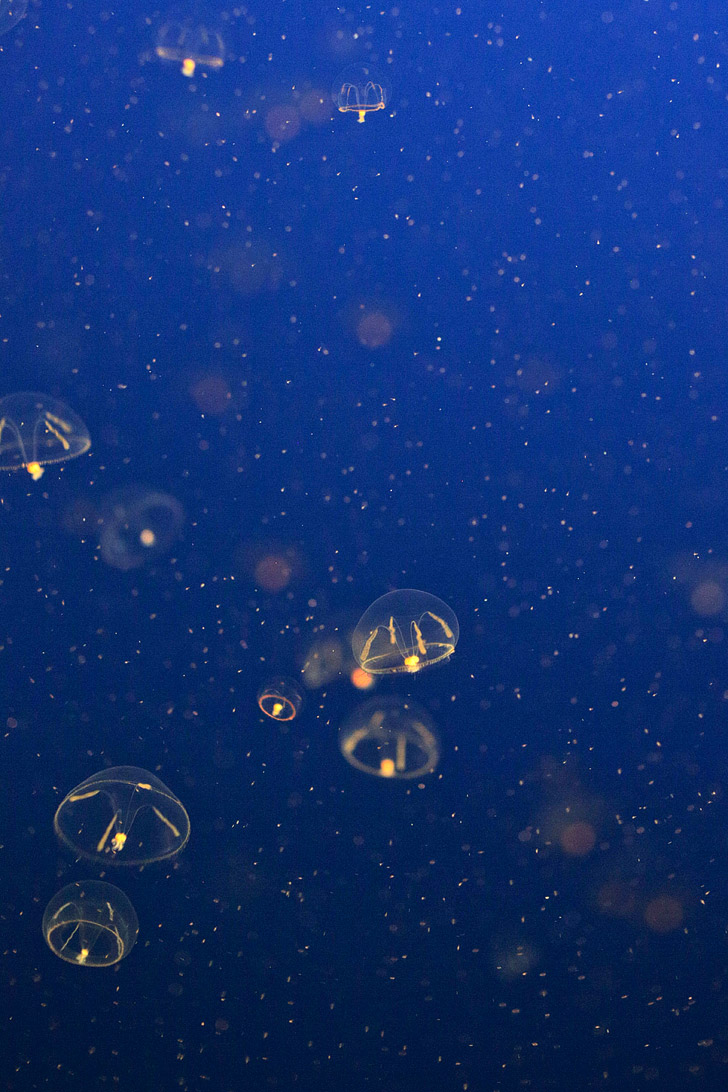 Umbrella jellyfish (Eutonina indicans) {Click through to see more Jellyfish Photos}.