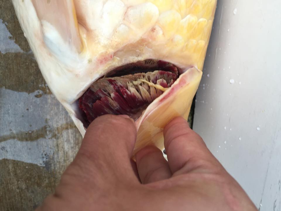 Bệnh nấm mang ở cá Koi
