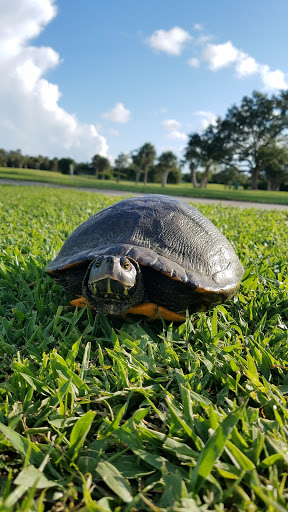 Golf Course «The Tides Golf Club», reviews and photos, 11832 66th Ave N, Seminole, FL 33772, USA