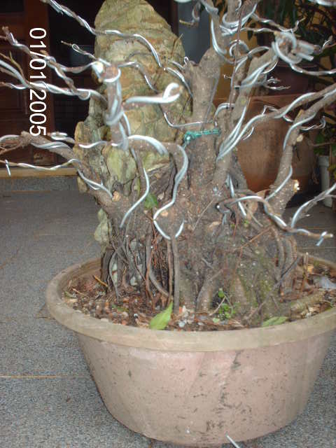 Ficus Microcarpa Começando... PICT1016