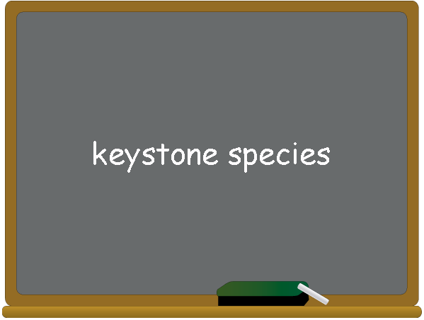 image of the words keystone species