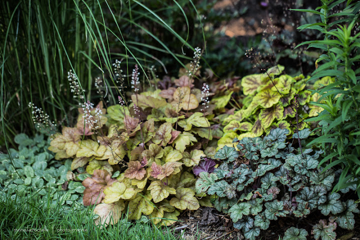 Heucherella  Redstone Falls Heucherella-redstone-falls-130720-69rm