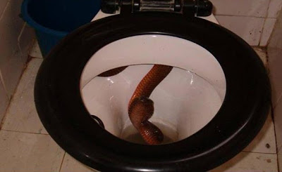 snake-toilet3