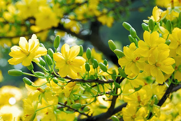 Bộ ảnh hoa mai vàng đẹp rực rỡ khi Tết đến Xuân về ảnh chùm hoa mai