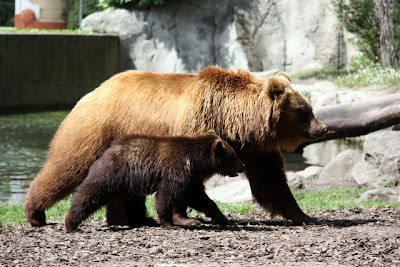 Bears at Hamburg Zoo in Germany