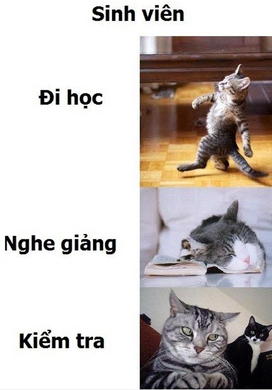 Ảnh mèo chế - Tổng hợp ảnh mèo chế hài hước - HoaTieu.vn