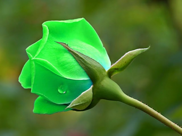 Bộ ảnh Hoa Hồng Xanh tuyệt đẹp, tươi không cần tưới Rose Green