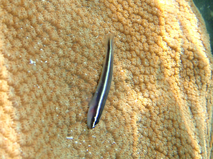 Elacatinus oceanops "?" (Neon Goby) and Montastraea faveolata (Mountainous Star Coral) near Tranquility Bay Resort