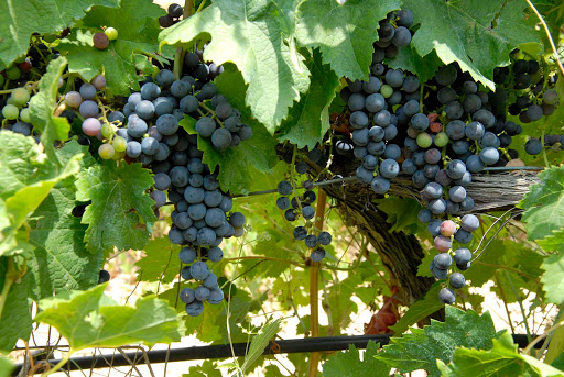 Main image of Bodegas Enguera
