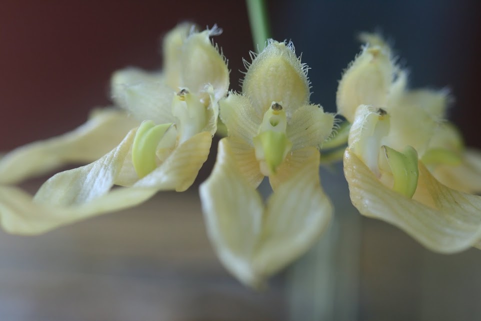 Bulbophyllum annandalei flava IMG_1468