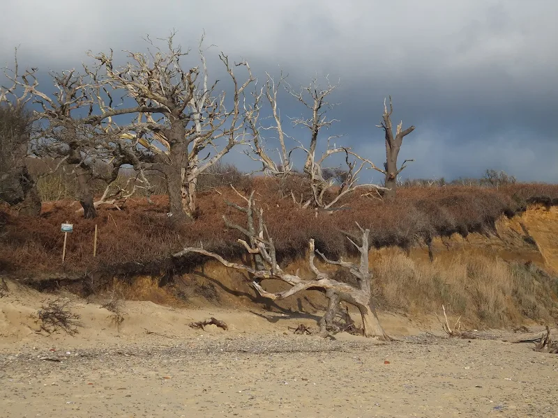 Trees from Easton Woods succumbing to the sea