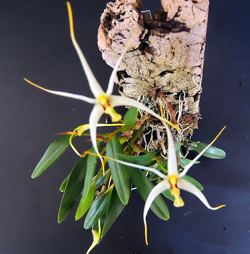 Diplocaulobium (Dendrobium) arachnoideum DSCN1392