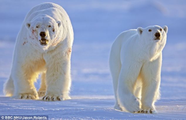 Urso pardo vs Urso polar Article-2049475-0E5DE6DD00000578-973_634x409