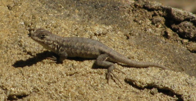 a small lizard on the mountain top