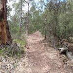 Service trail to Mowarry Point (104413)