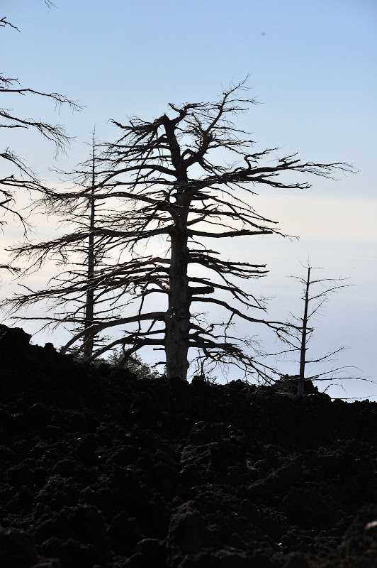 Остов дерева, сожженного вулканом Этна