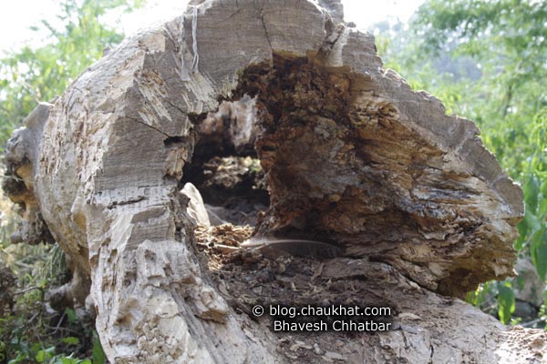 Bhangarh - Hollow Tree