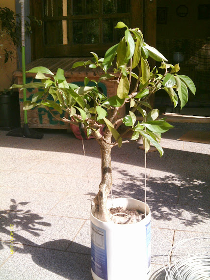 Baobá para treinamento... IMAG0240