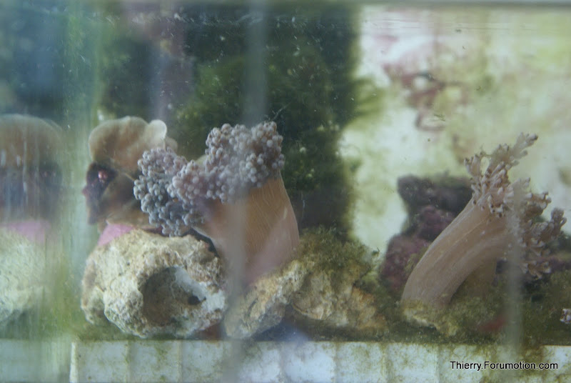 Capnella imbricata (Kenya Tree Coral) DSC04881