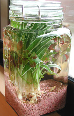 オリヅルランっぽい水草