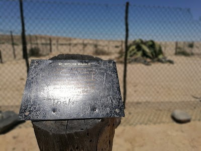 Photos of Welwitschia Plain