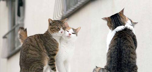 Animales cariñosos: Gatos