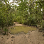 Puddle on German Point Rd in the Watagans (321689)