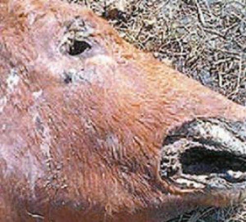 Wave Of Cattle Mutilations In Santa Fe