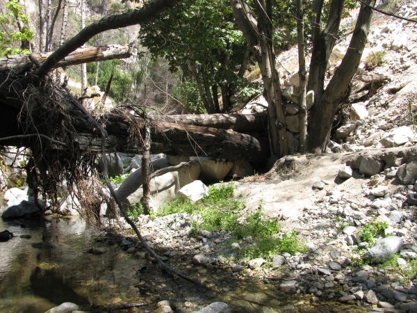 rocks and tree pressed up against other trees from flood waters