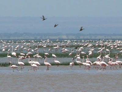 Photos of Abijata Lake