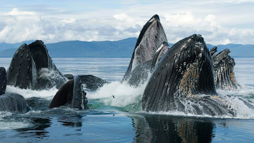 Humpback Whale Group Bubble Net Feeding, Chatham Strait, Alaska.jpg