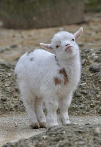 Cute Baby Goat