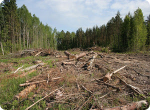 В Твери состоялось совещание по вопросу незаконных рубок лесных насаждений