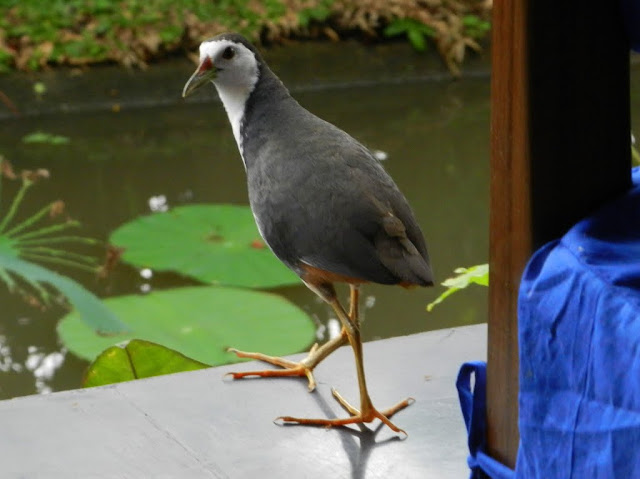 Bird visitor