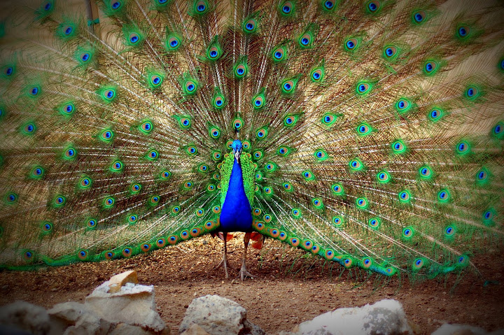 Pavo Complex Peacock Feather Fabric -Tradescant and Son — Kale Tree