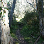 Snow gums on the Merrits Nature Track (275573)