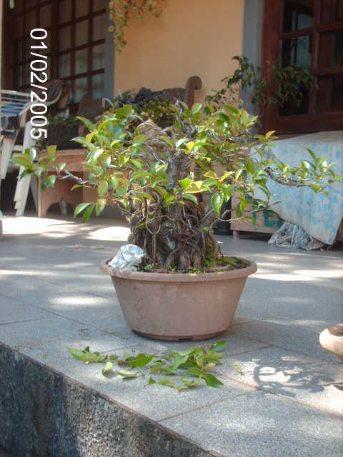 Ficus Microcarpa Começando... PICT1736
