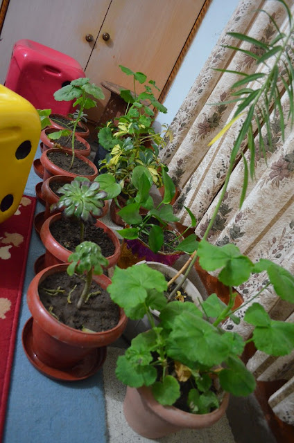 indoor plants