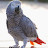 Merlin Monroe avatar image