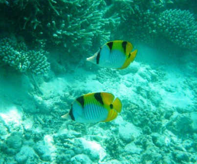el mundo acuatico de las maldivas
