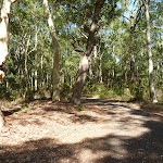 Trail in forest in Blackbutt Reserve (400231)