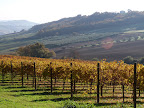Caprafico, Vigneti del Trappeto di Caprafico October 2011